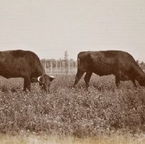 Omc1985.008.208 Image 600dpi